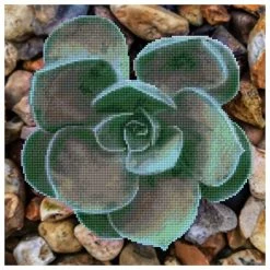 Hot Sale ๐ Diamond Dotz® Succulent Facet Art Kit ๐