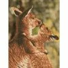 Top 10 🌟 Diamond Dotz® Kissing Kangaroos Intermediate Art Kit 😍