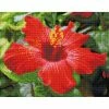 Discount ⭐ Diamond Dotz® Intermediate Hibiscus in Bloom Diamond Painting Kit 👏