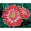 New 👏 Diamond Dotz® Intermediate Pink Gerberas Diamond Painting Kit 💯